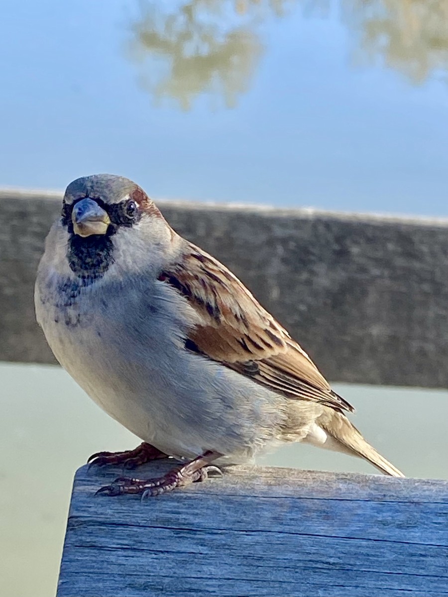 vrabec domácí - ML646594985