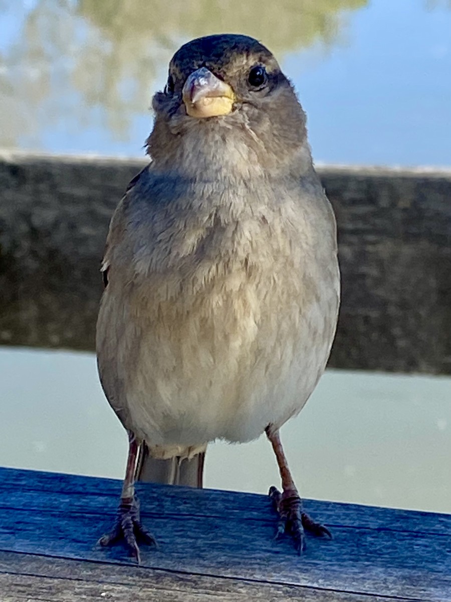 vrabec domácí - ML646594986