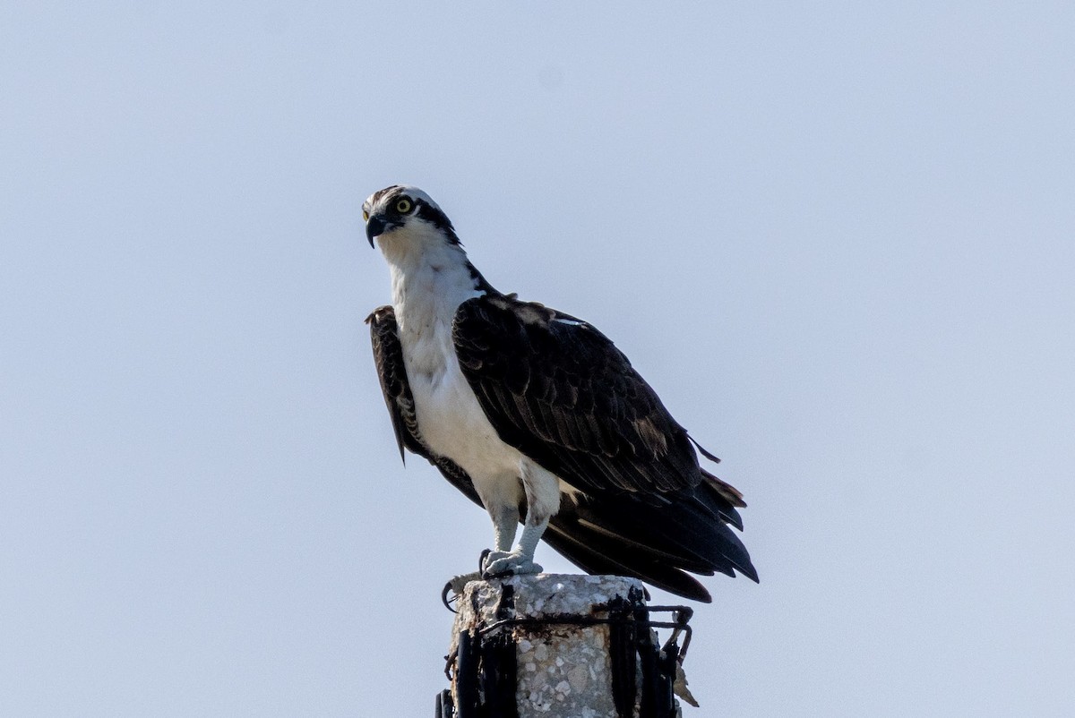 Osprey - ML646594987