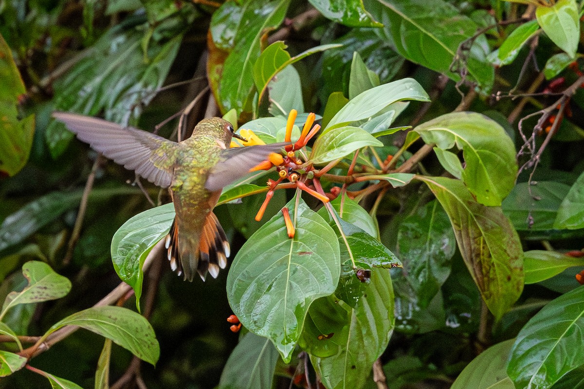 Rufous Hummingbird - ML646594988