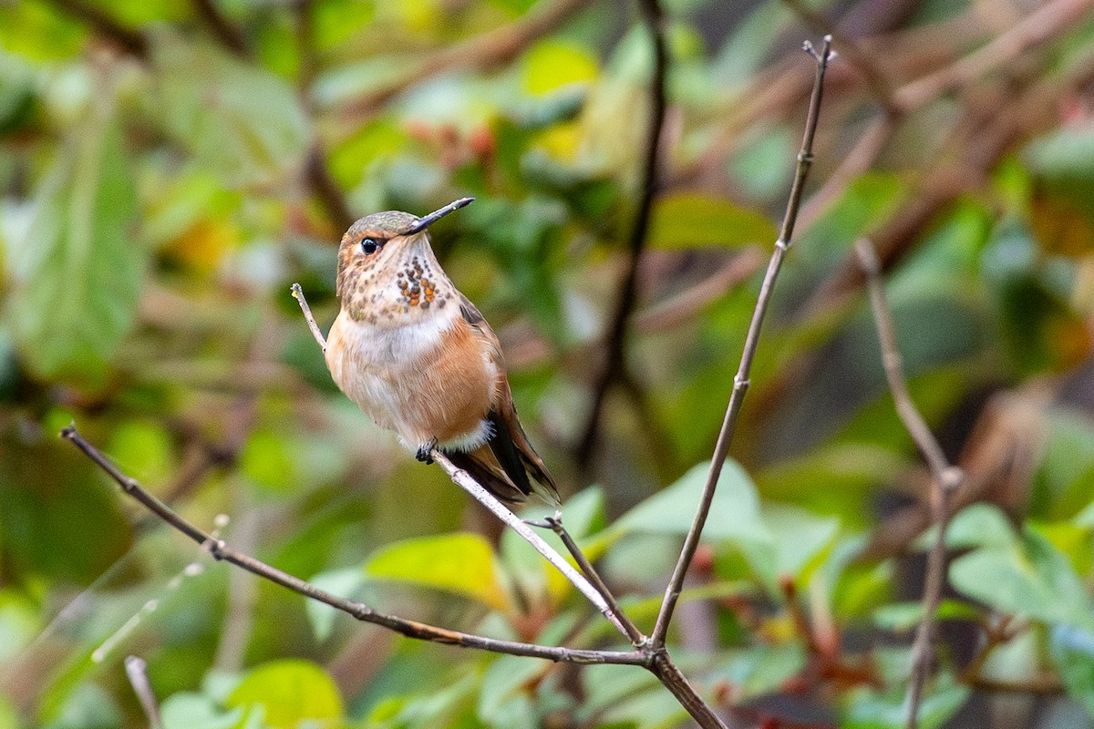 Rufous Hummingbird - ML646594990