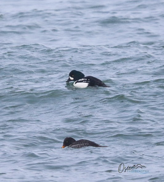 Barrow's Goldeneye - ML646594991