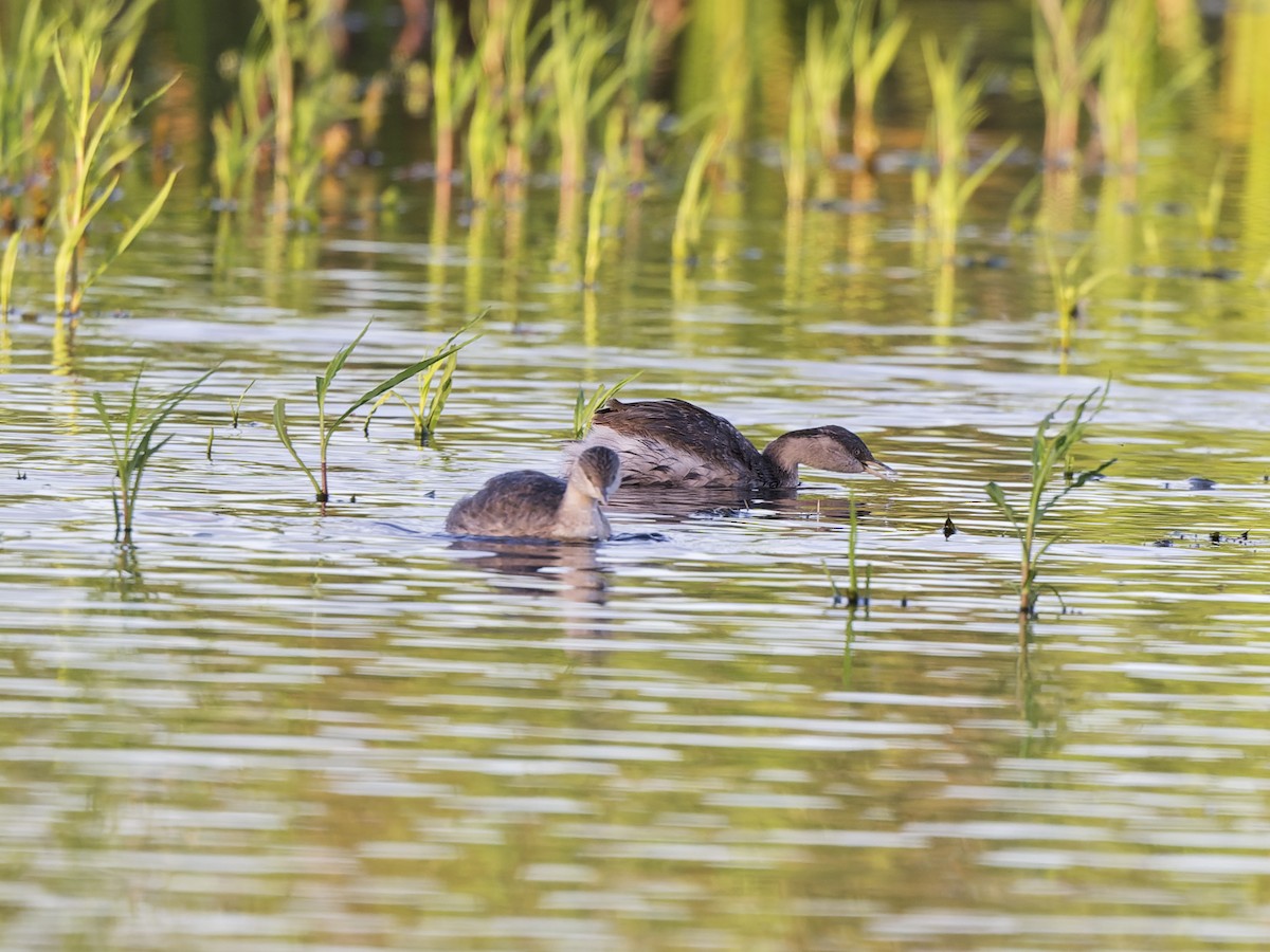 Australasian Grebe - ML646594992