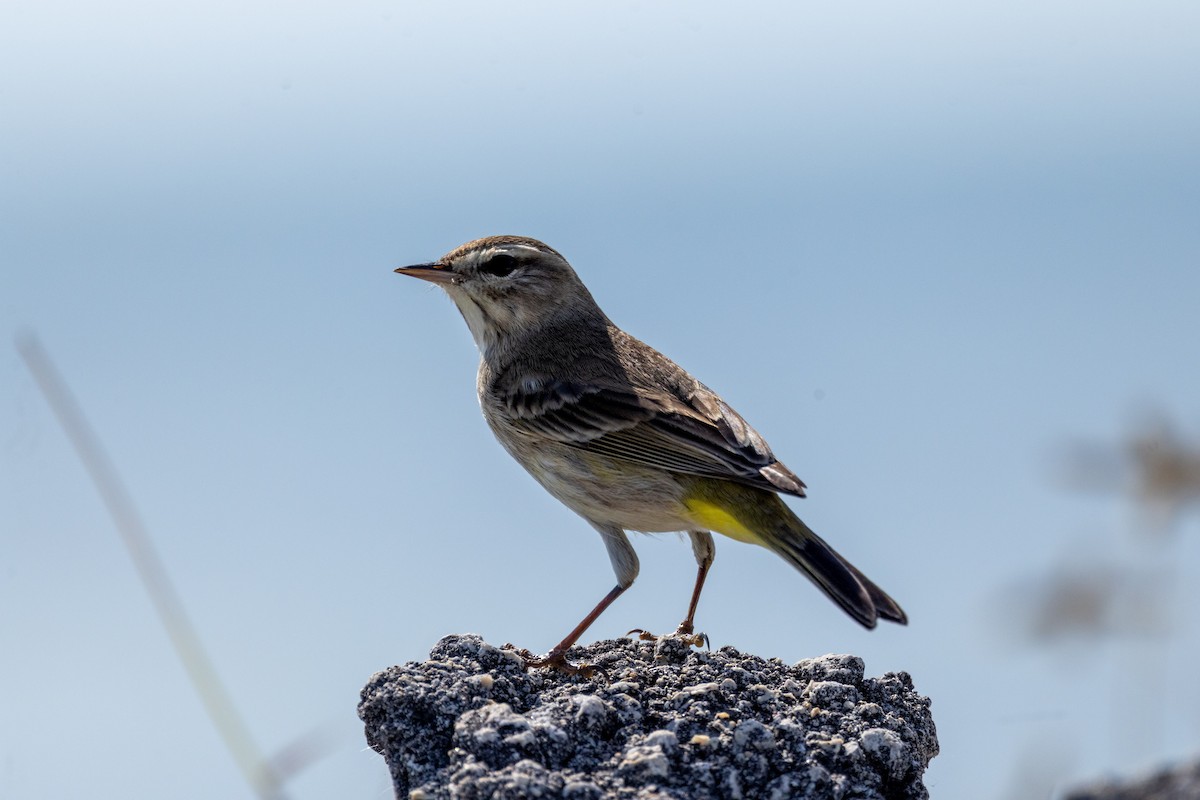 Palm Warbler - ML646594994
