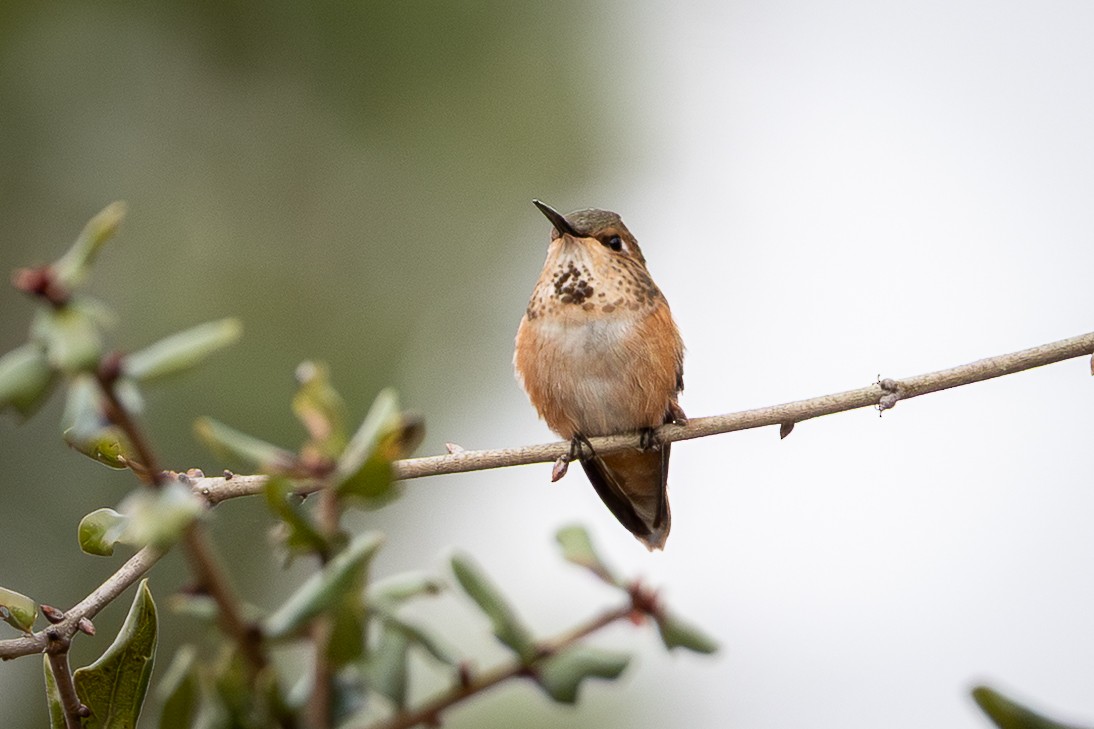 Rufous Hummingbird - ML646594995