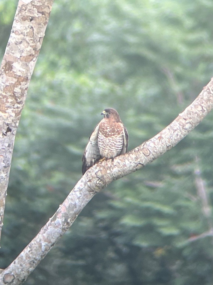 Канюк ширококрилий - ML646594997