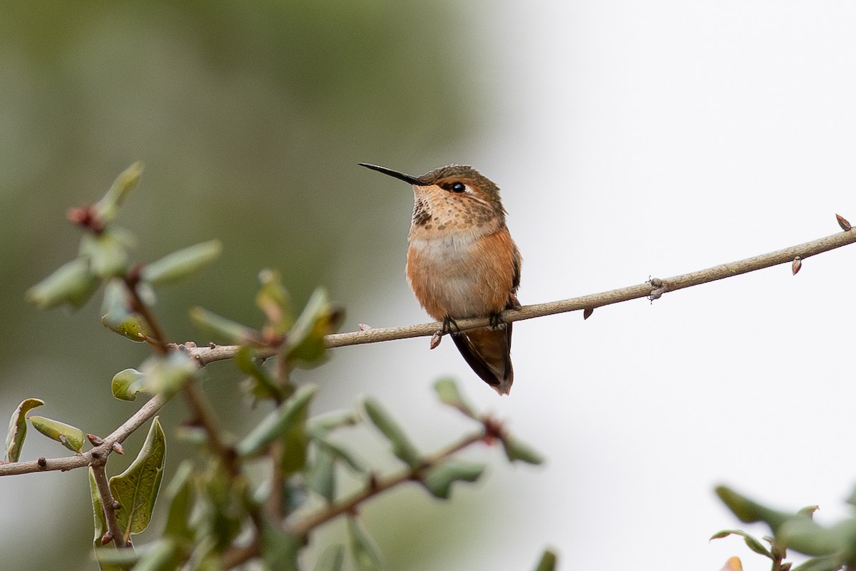Rufous Hummingbird - ML646594998