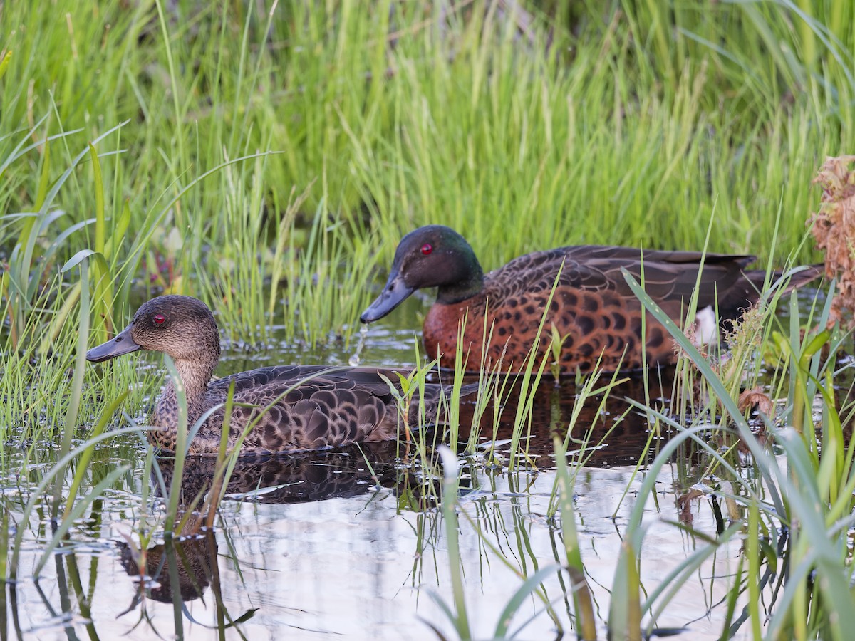 Каштановый чирок - ML646594999