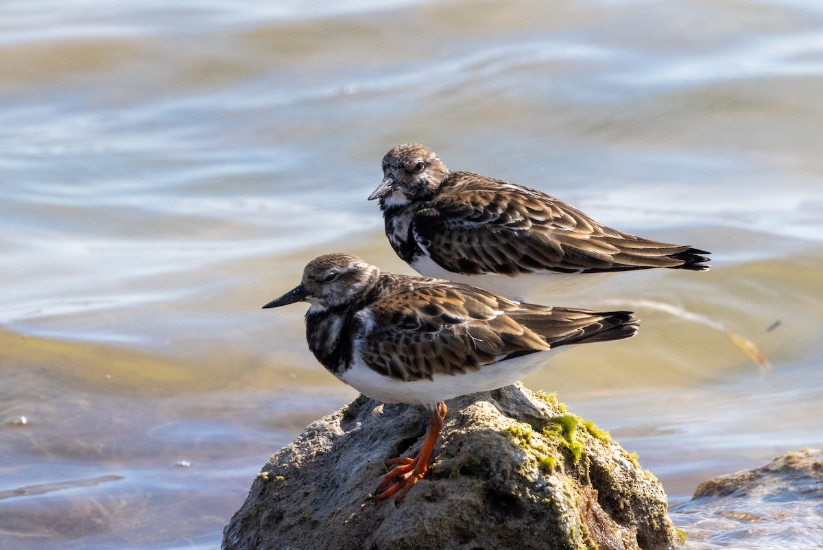 Ruddy Turnstone - ML646595000