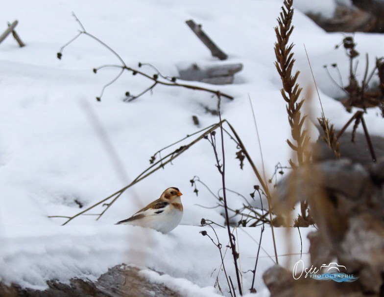 Snow Bunting - ML646595016