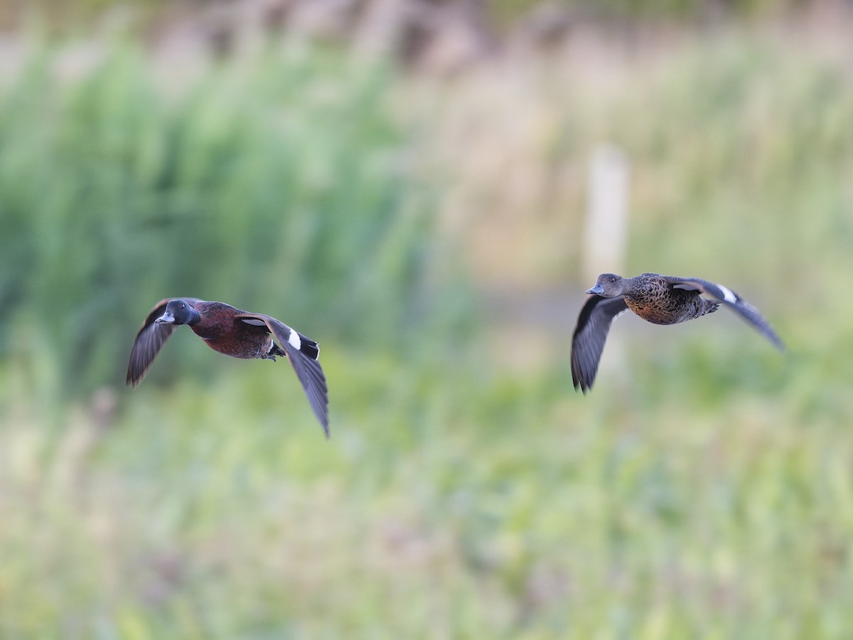 Каштановый чирок - ML646595017