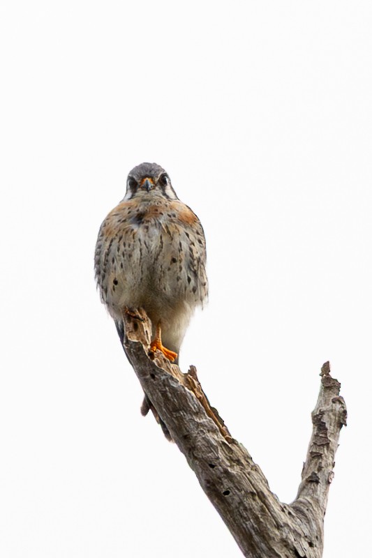 American Kestrel - ML646595018