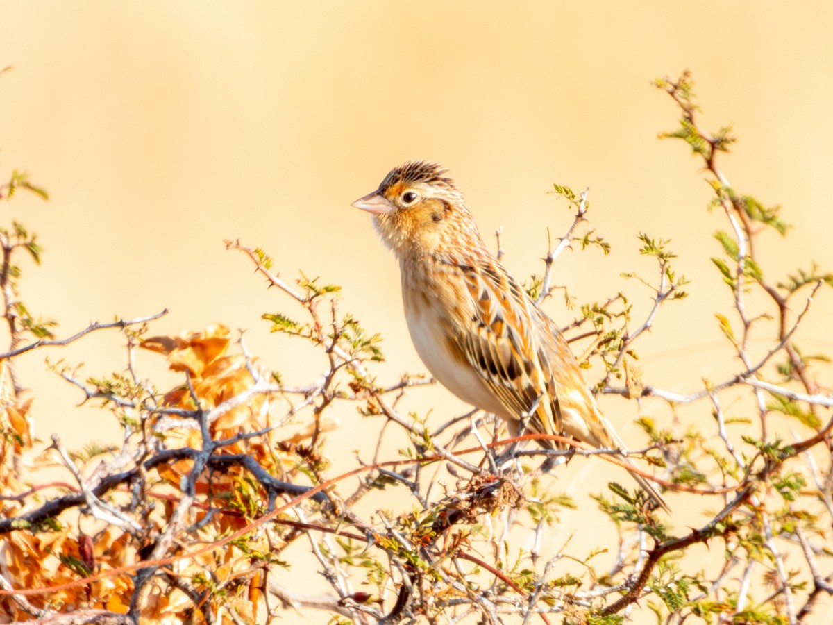 Grasshopper Sparrow - ML646595020