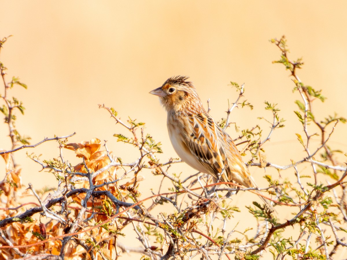 Grasshopper Sparrow - ML646595021