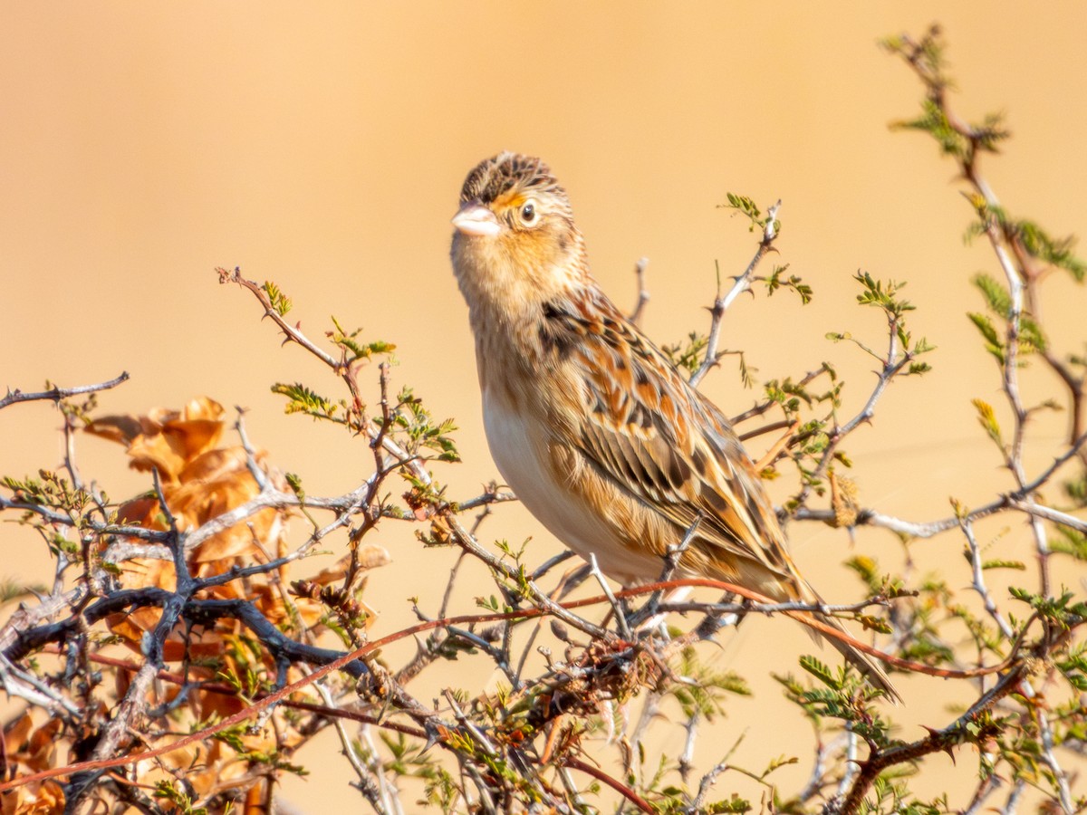 Grasshopper Sparrow - ML646595022
