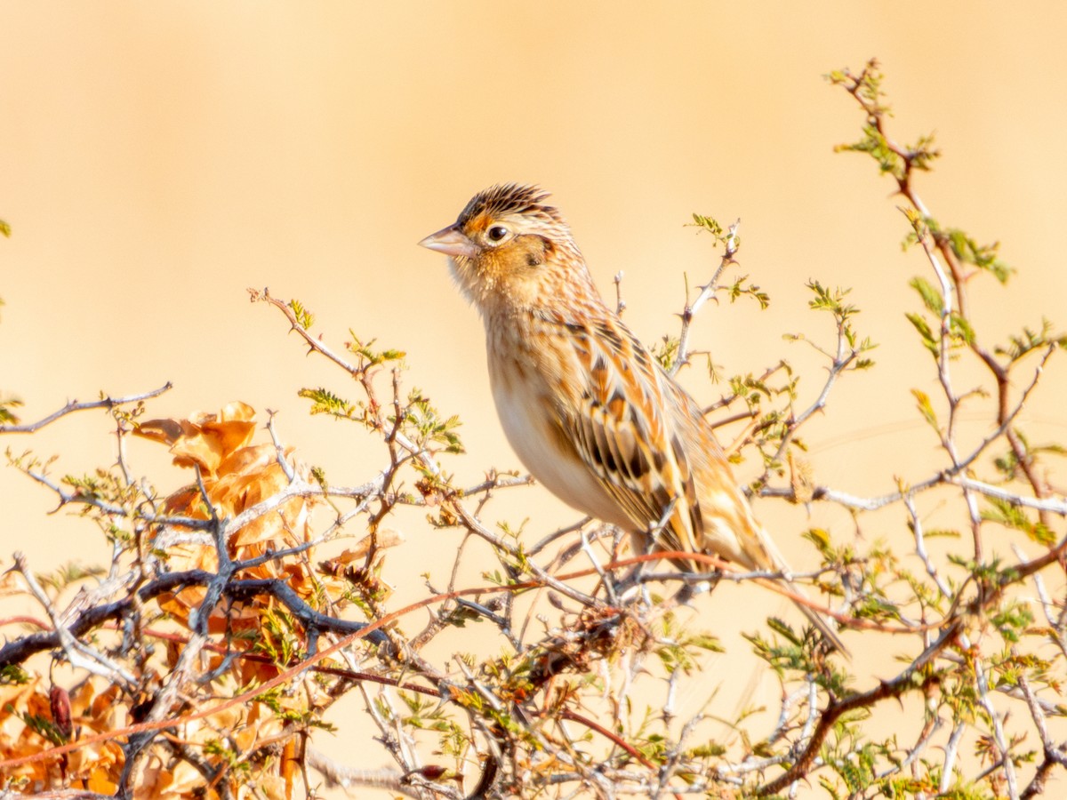 Grasshopper Sparrow - ML646595023