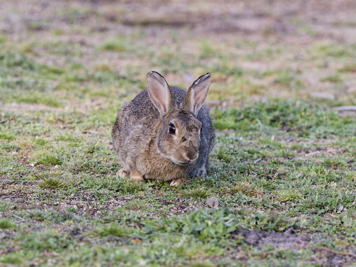 Wild European rabbit - ML646595024