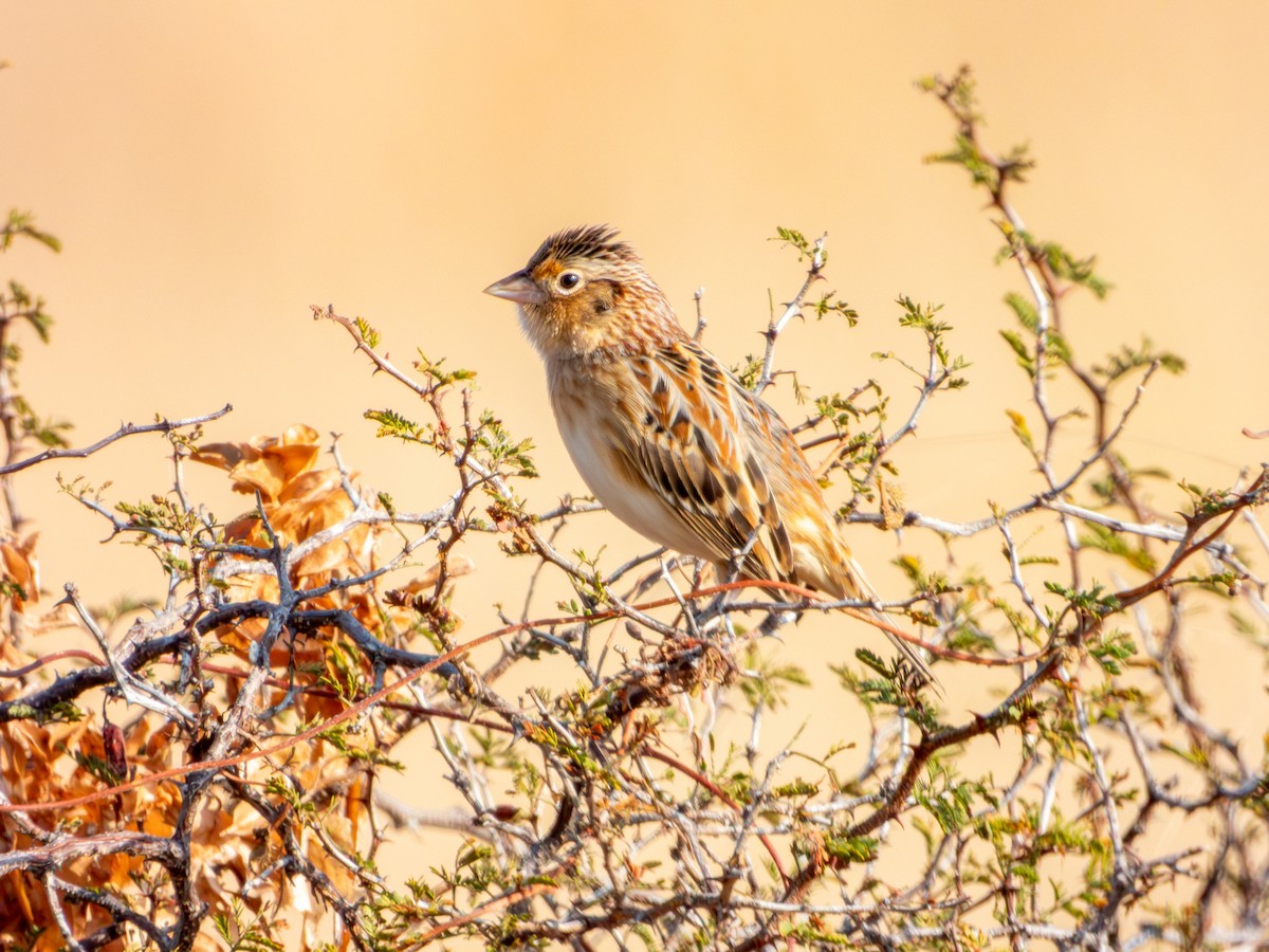Grasshopper Sparrow - ML646595025