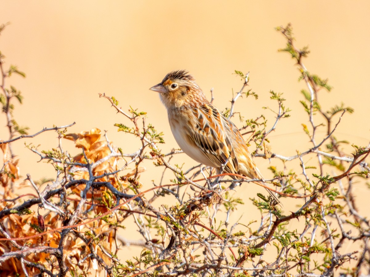 Grasshopper Sparrow - ML646595026