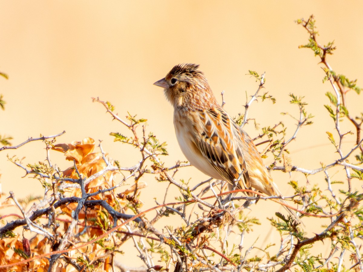 Grasshopper Sparrow - ML646595027
