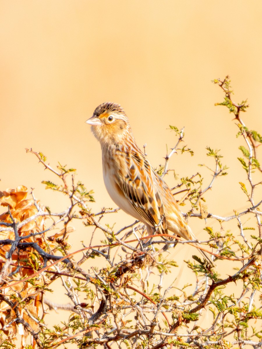 Grasshopper Sparrow - ML646595028
