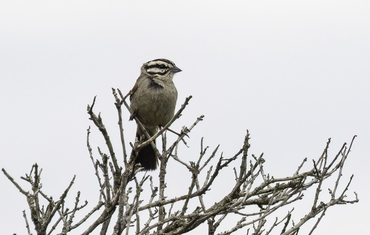 Kapammer [capensis-Gruppe] - ML646595029