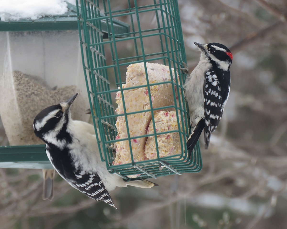 Yumuşak Tüylü Ağaçkakan - ML646595031