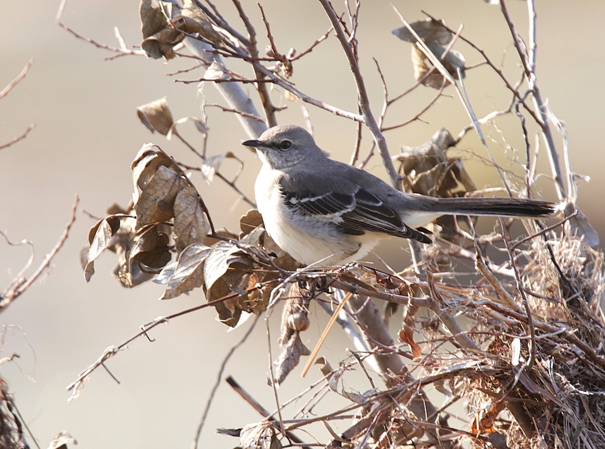 sangspottefugl - ML646595032