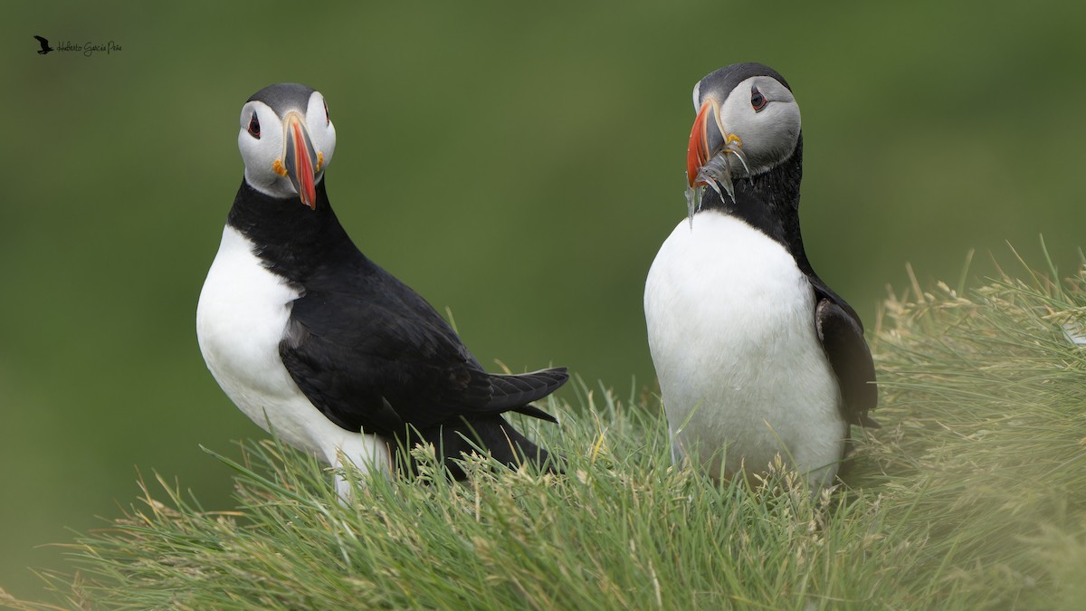 Atlantic Puffin - ML646595035