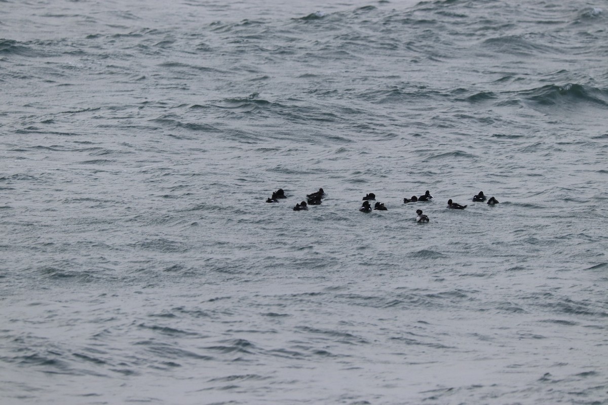 Common/Barrow's Goldeneye - ML646595036