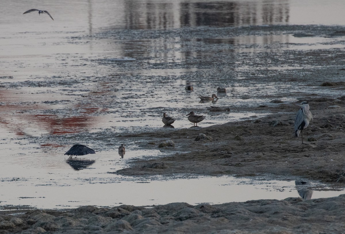 Black Heron - ML646595037