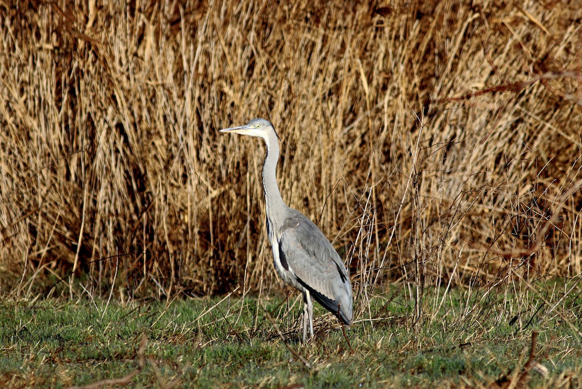 Хөх дэглий - ML646595040