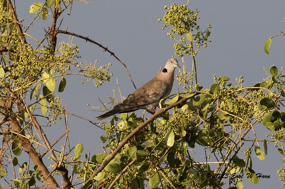 Mourning Collared-Dove - ML646595041