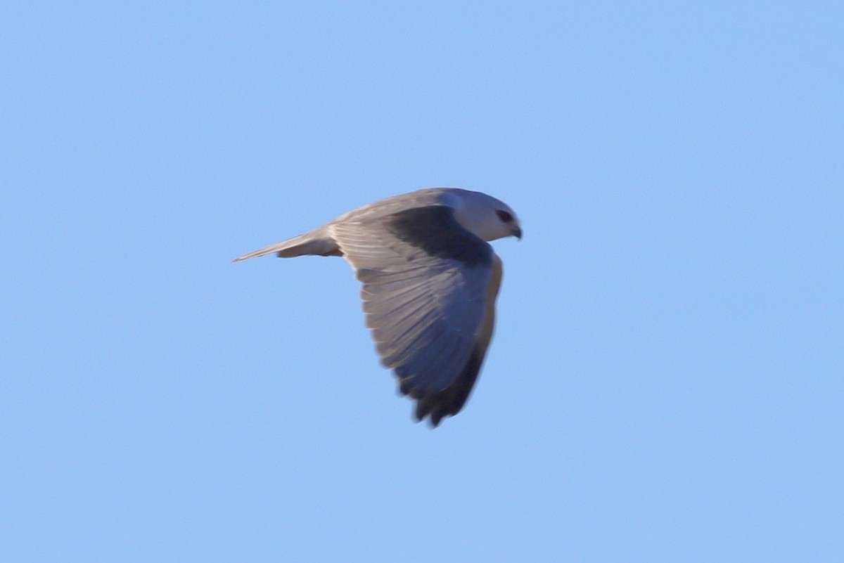 Black-winged Kite - ML646595043