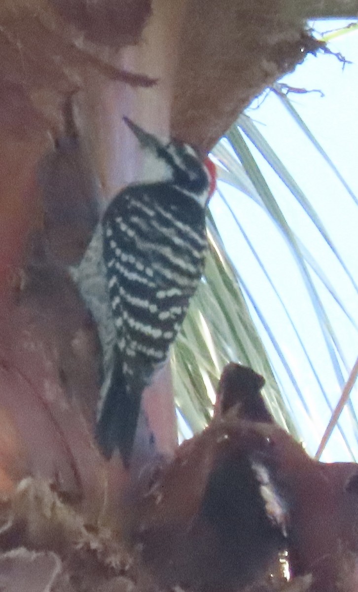 kaliforniaspett - ML646595044