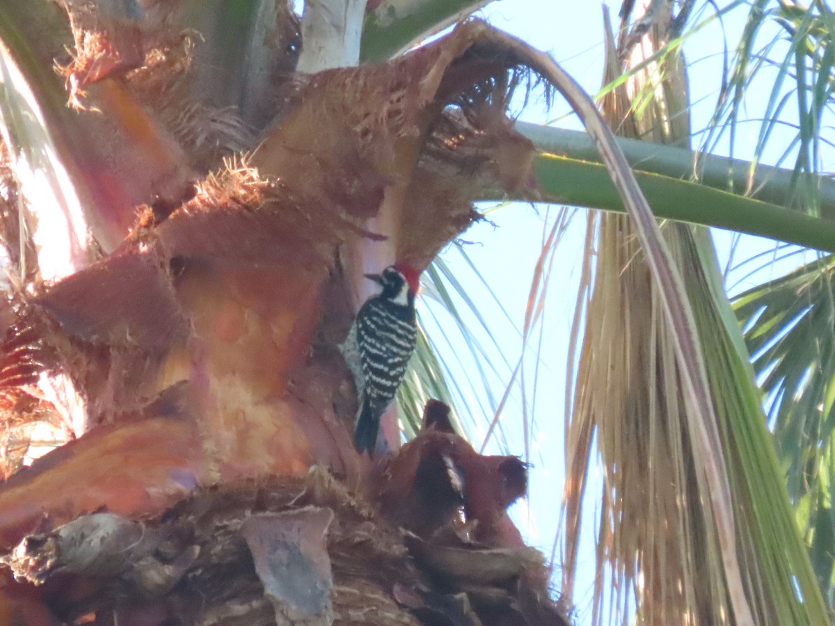 kaliforniaspett - ML646595045