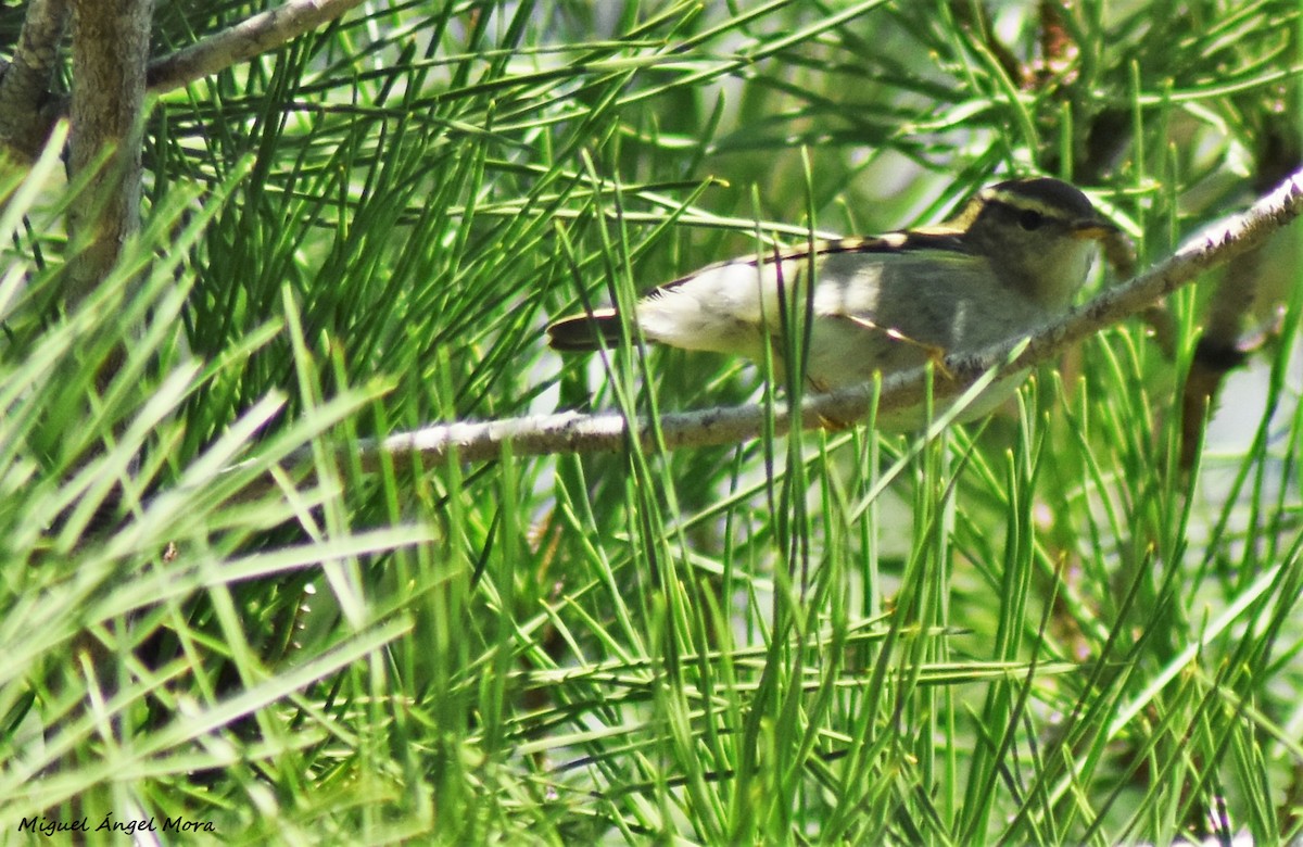 Yellow-browed Warbler - ML646595046