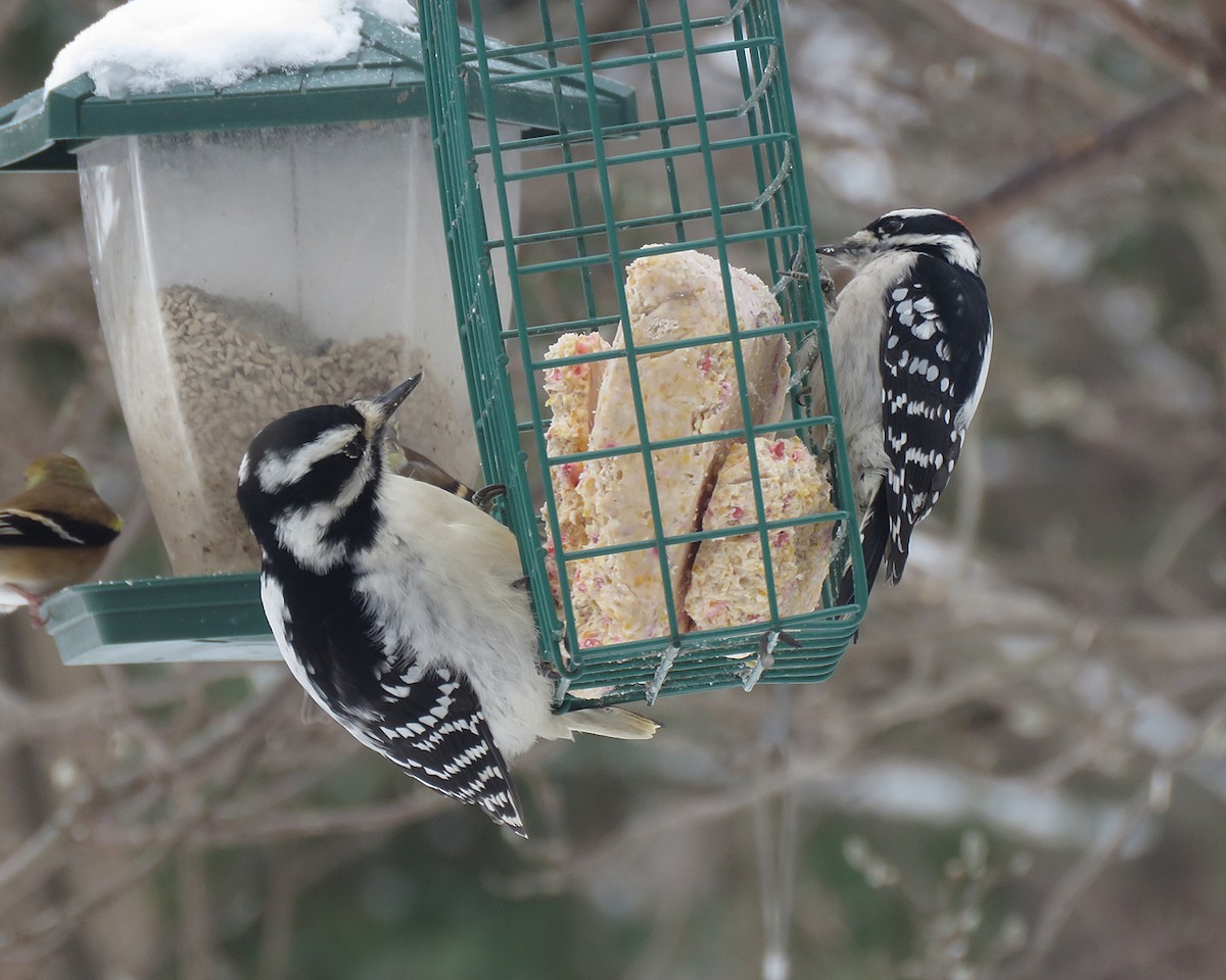 Sert Tüylü Ağaçkakan - ML646595047