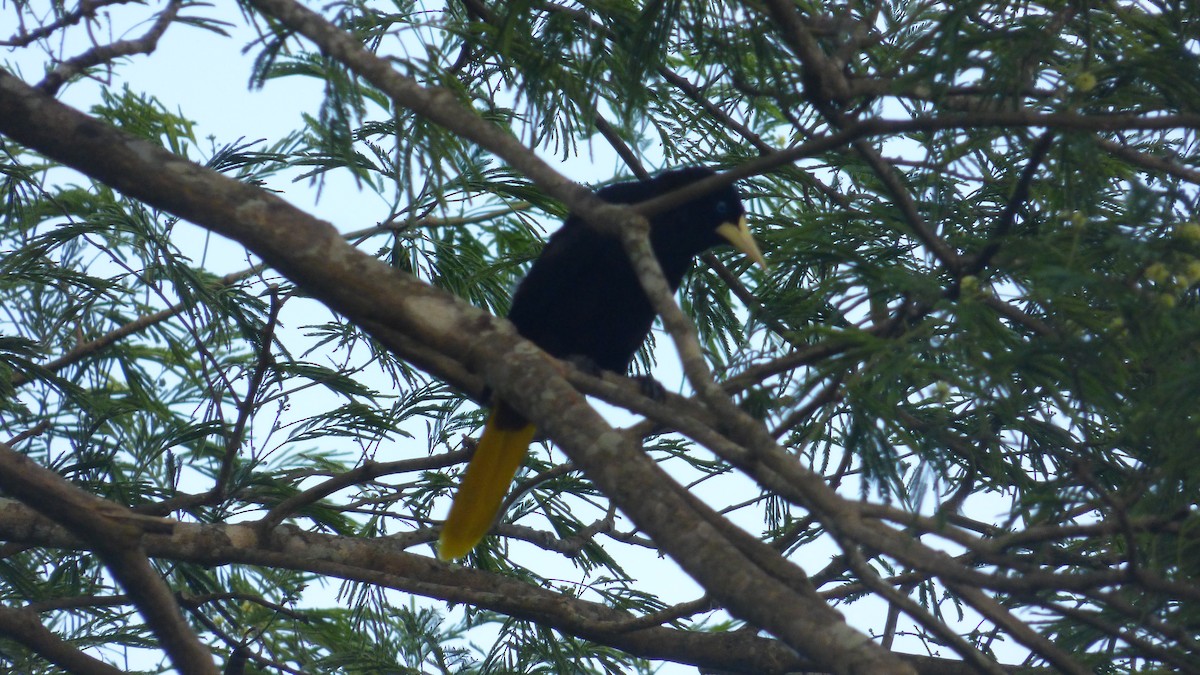 Crested Oropendola - ML646595049