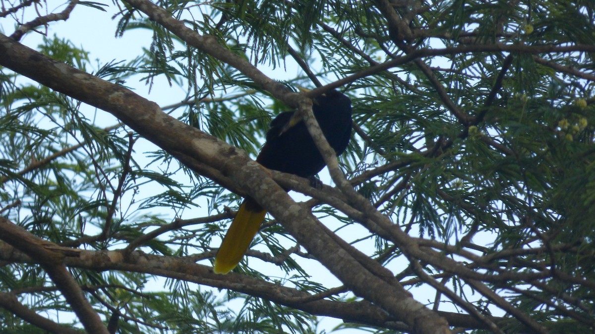 Crested Oropendola - ML646595050
