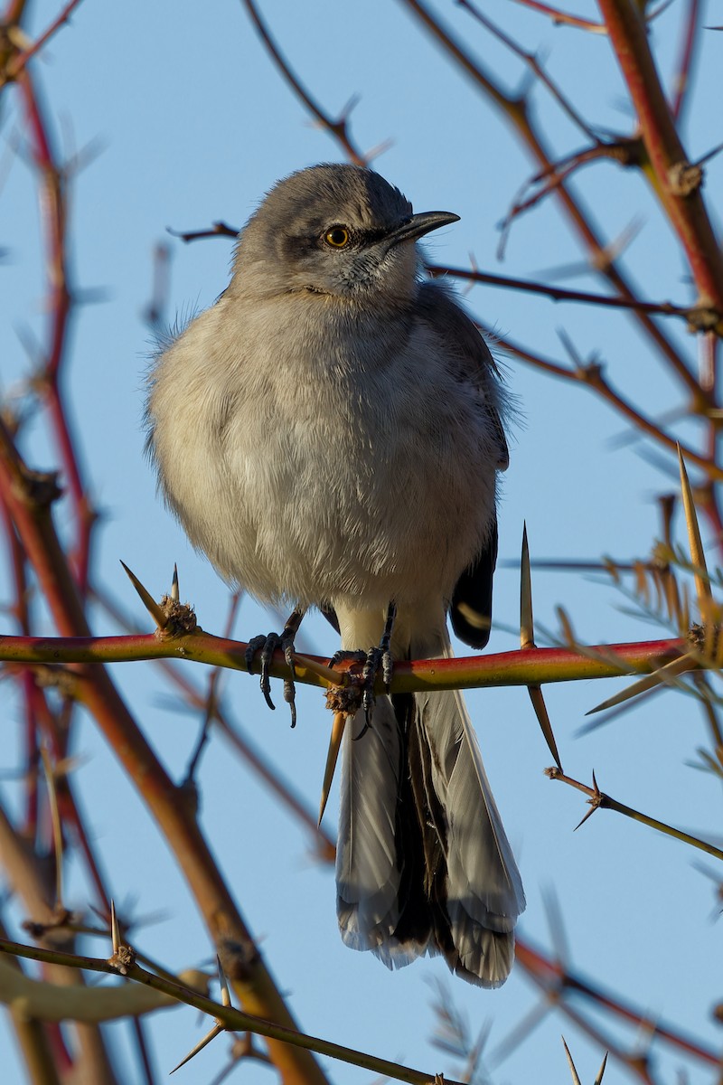 Northern Mockingbird - ML646595051