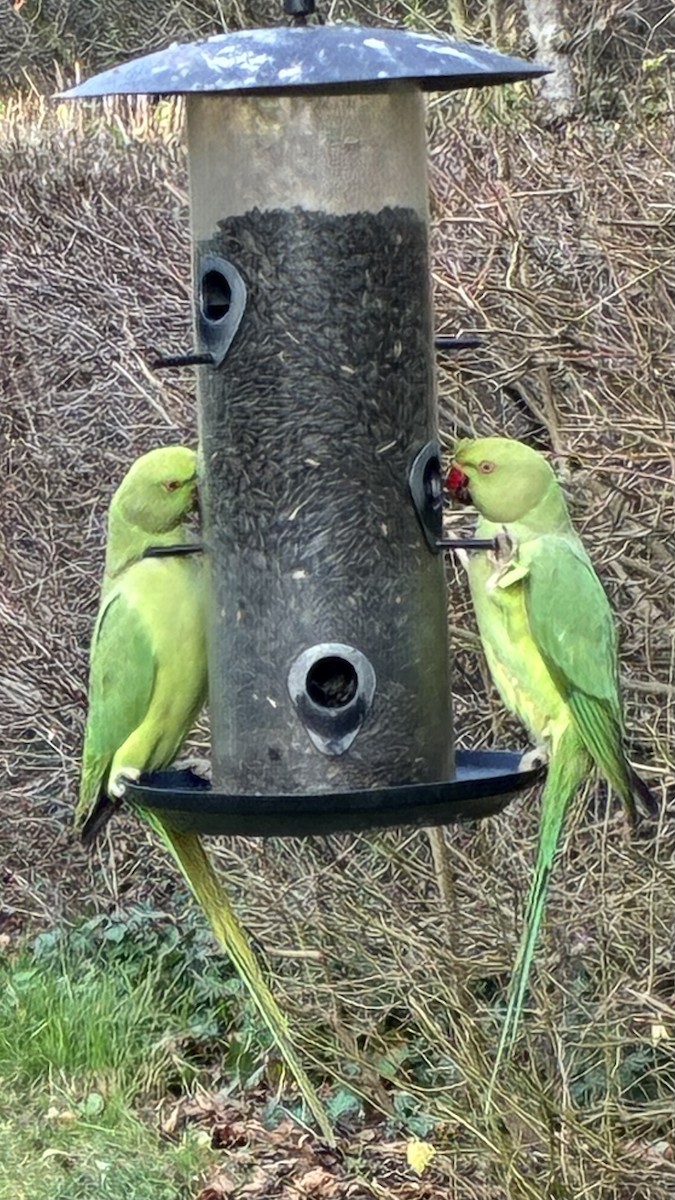 Rose-ringed Parakeet - ML646595052
