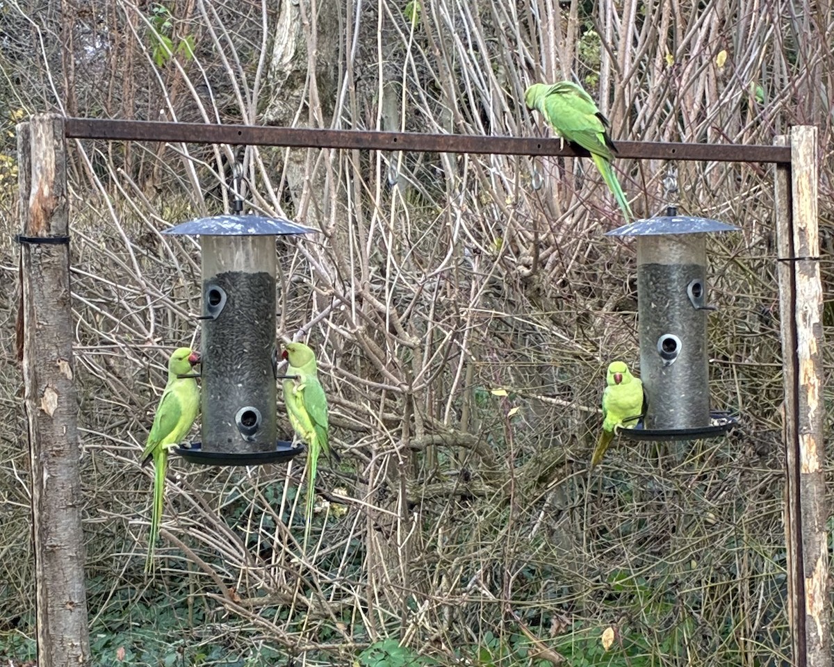 Rose-ringed Parakeet - ML646595053