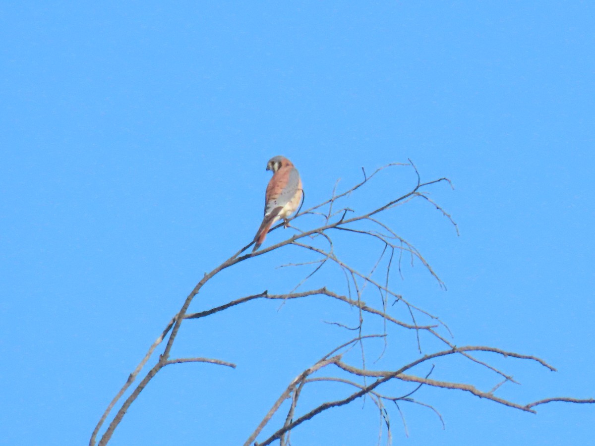 spurvefalk - ML646595054