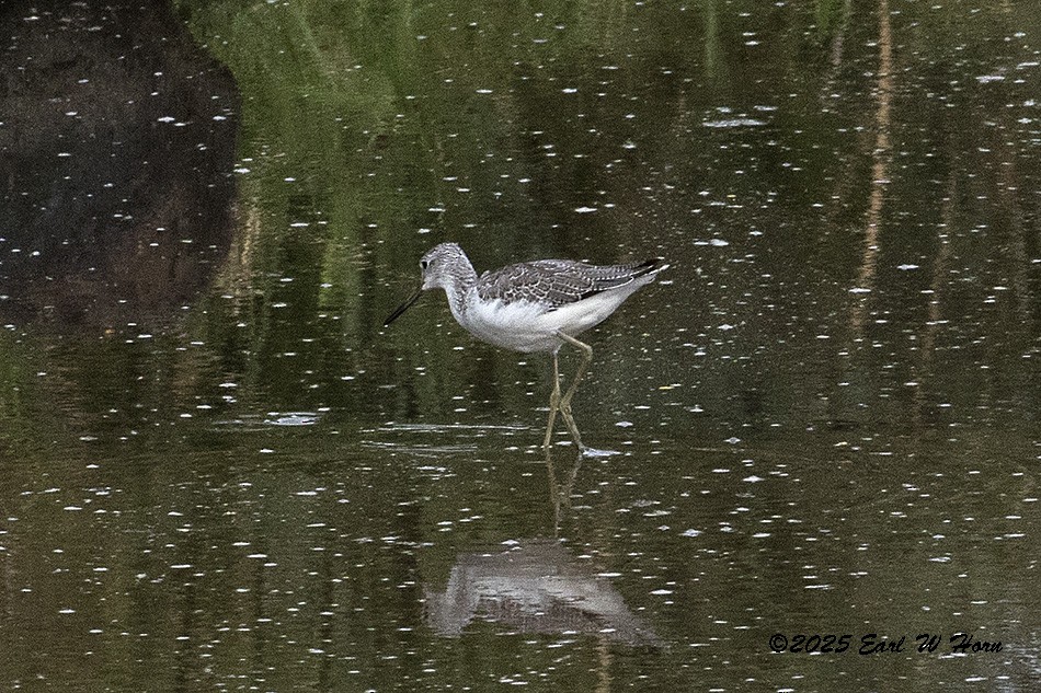 Kuliska zuria - ML646595055