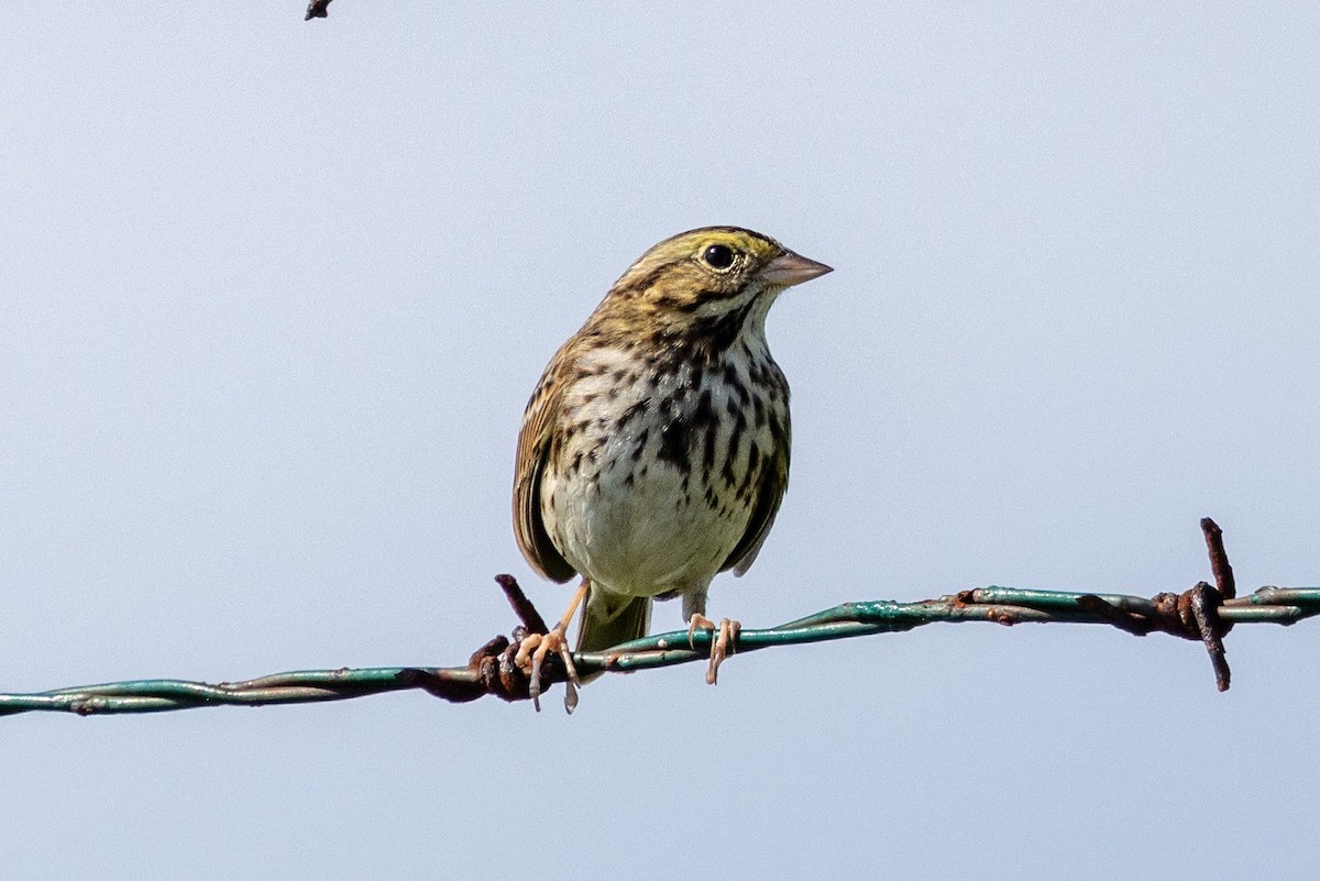 Savannah Sparrow - ML646595058