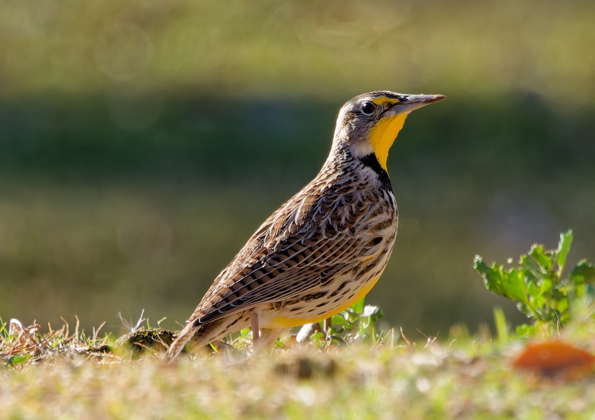 Western Meadowlark - ML646595060