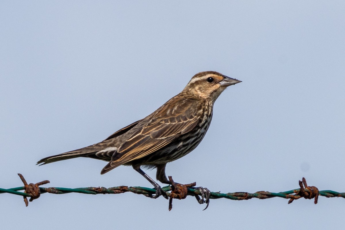 Red-winged Blackbird - ML646595061