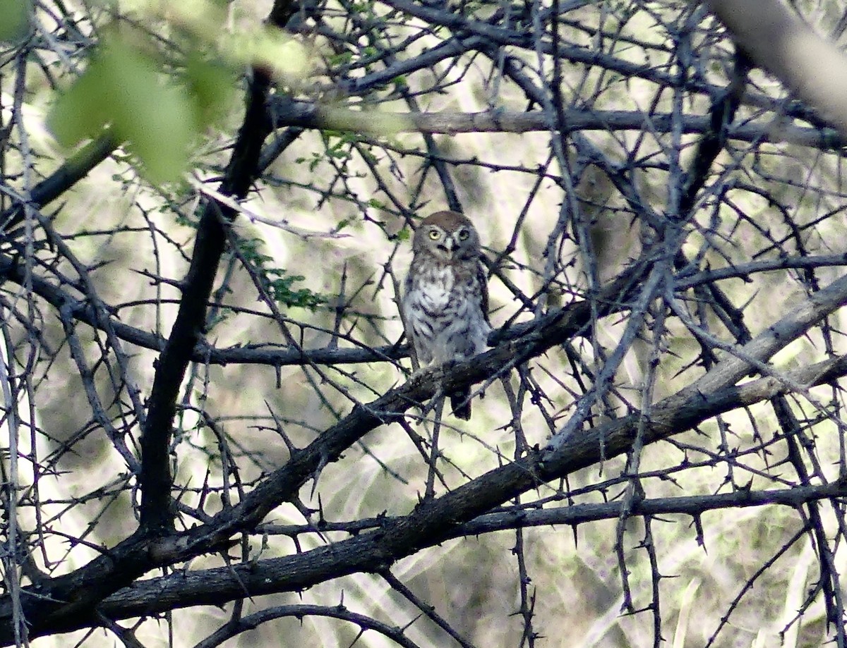 Pearl-spotted Owlet - ML646595062