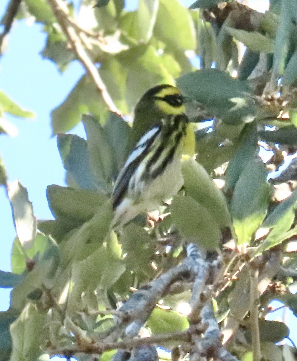 granparula - ML646595064